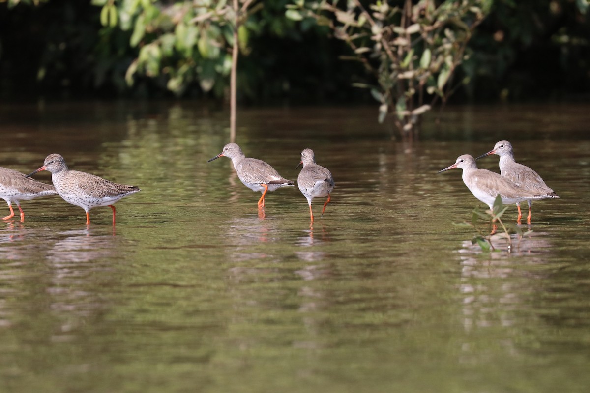 Spotted Redshank - ML149591301