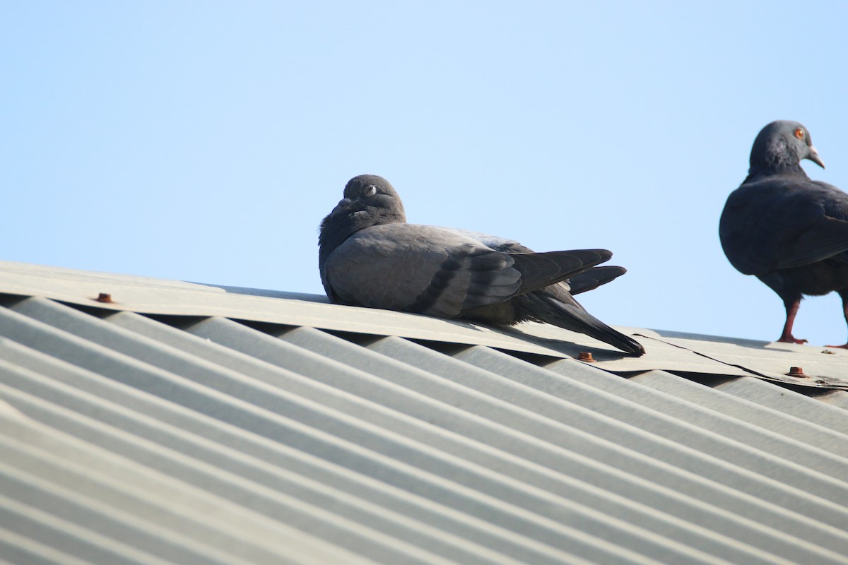 Rock Pigeon (Feral Pigeon) - Ken Oeser