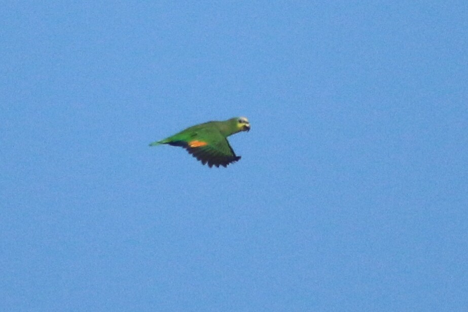 Orange-winged Parrot - Ken Oeser