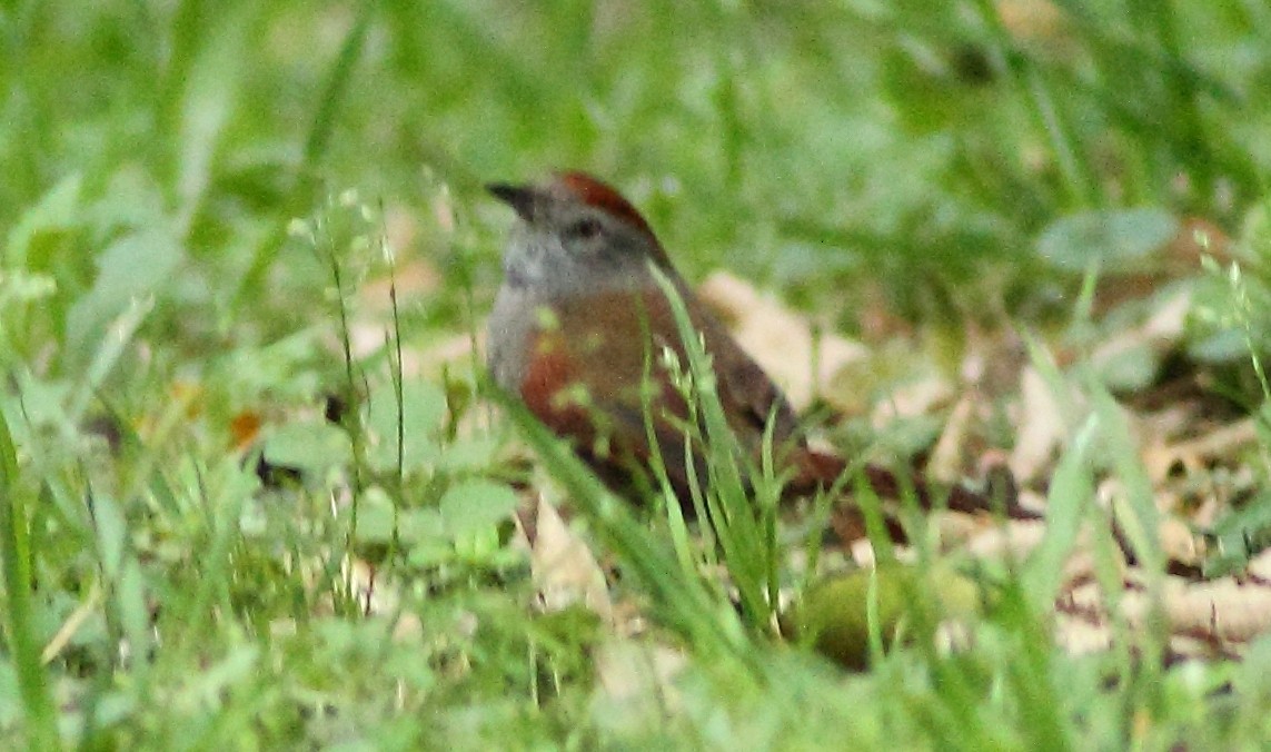 Sooty-fronted Spinetail - Lee Harding
