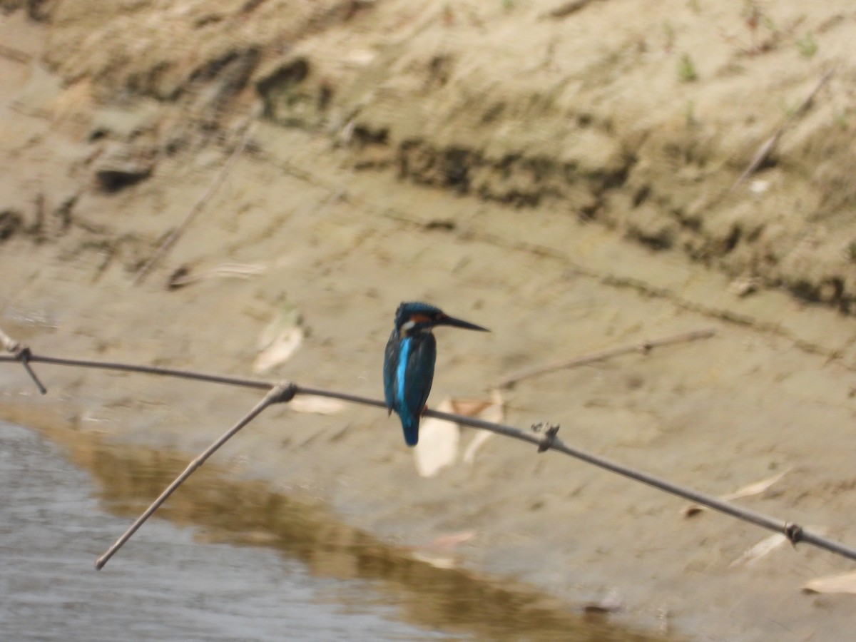 Common Kingfisher - Kalpesh Gaitonde