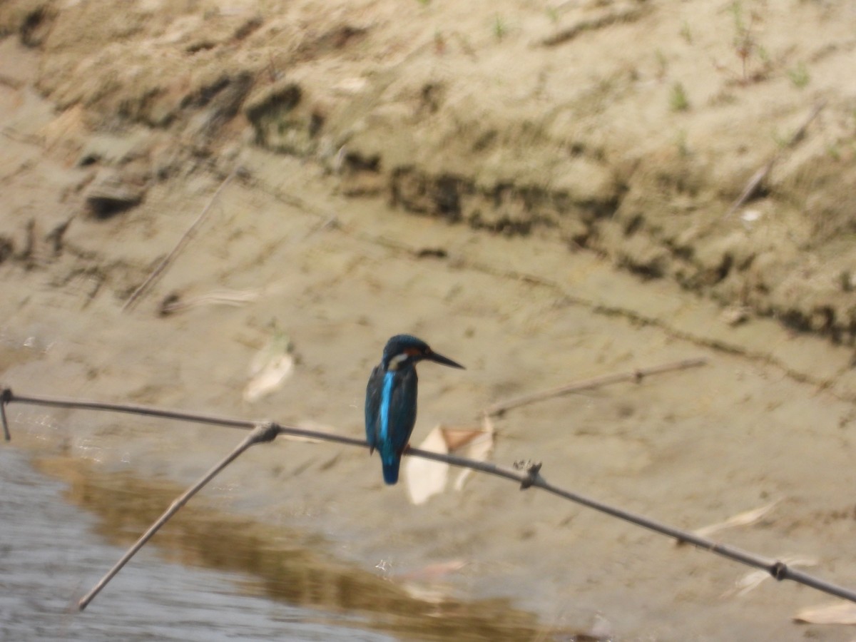 Common Kingfisher - Kalpesh Gaitonde