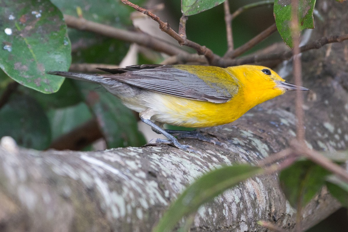 Prothonotary Warbler - ML149601441
