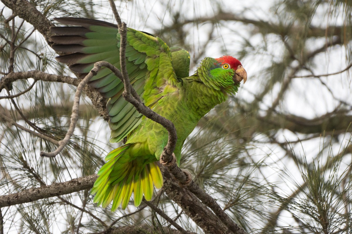 Red-crowned Parrot - Juan Miguel Artigas Azas