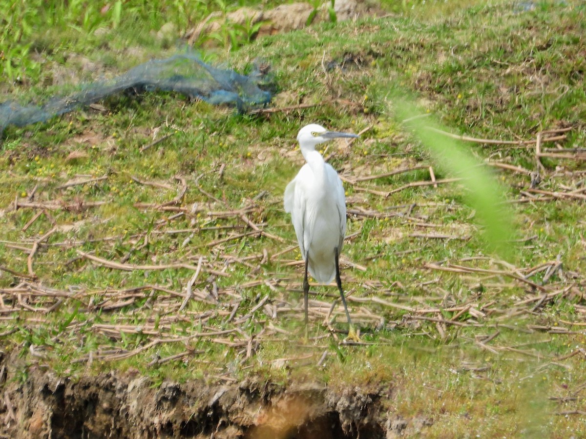 Little Egret - Kalpesh Gaitonde