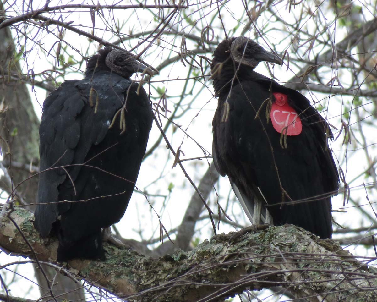 Black Vulture - Janis Stone