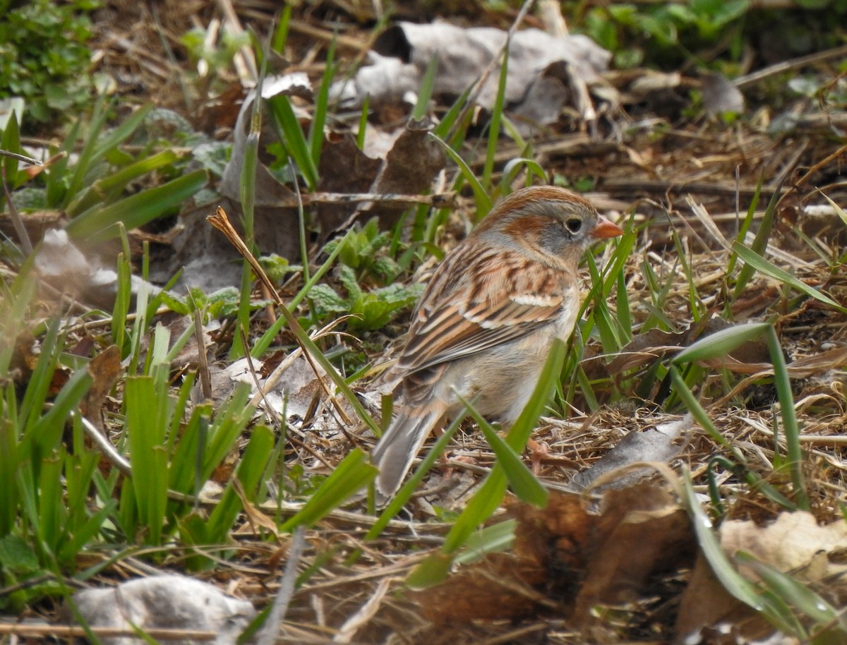 Field Sparrow - Pam Rasmussen