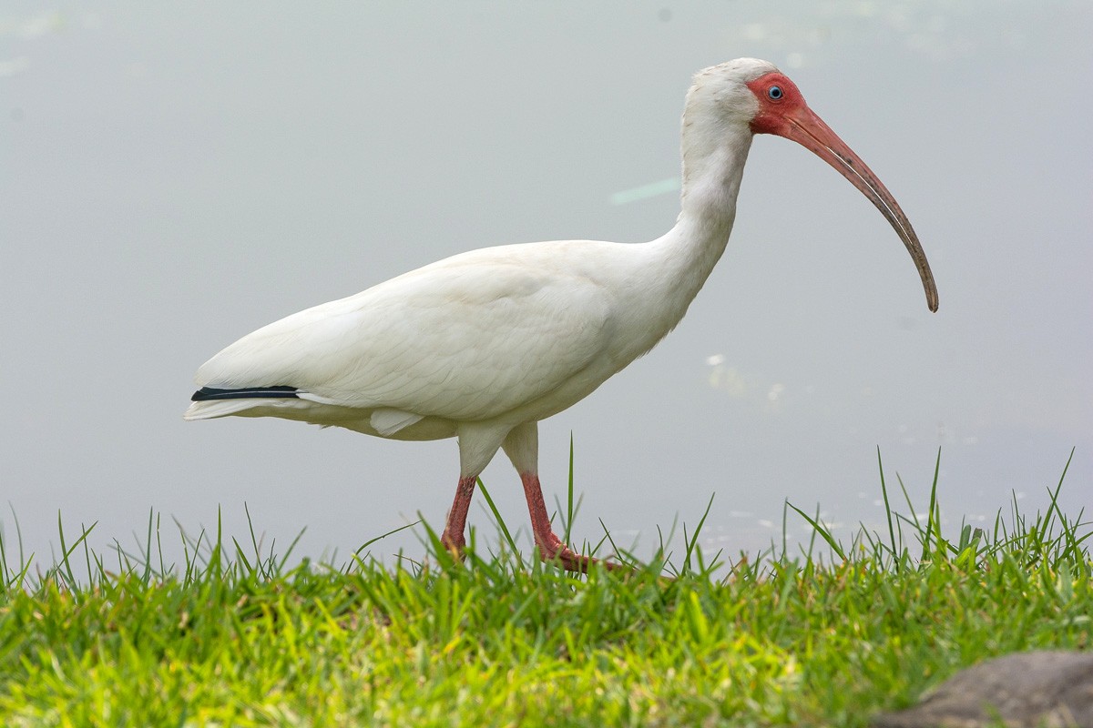 White Ibis - Juan Miguel Artigas Azas