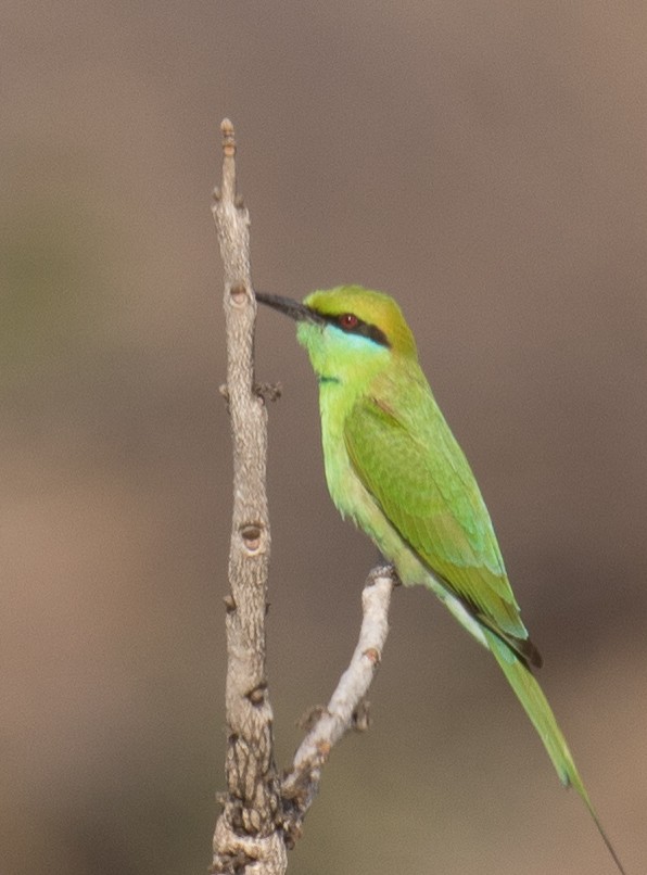 Asian Green Bee-eater - Marc Brawer
