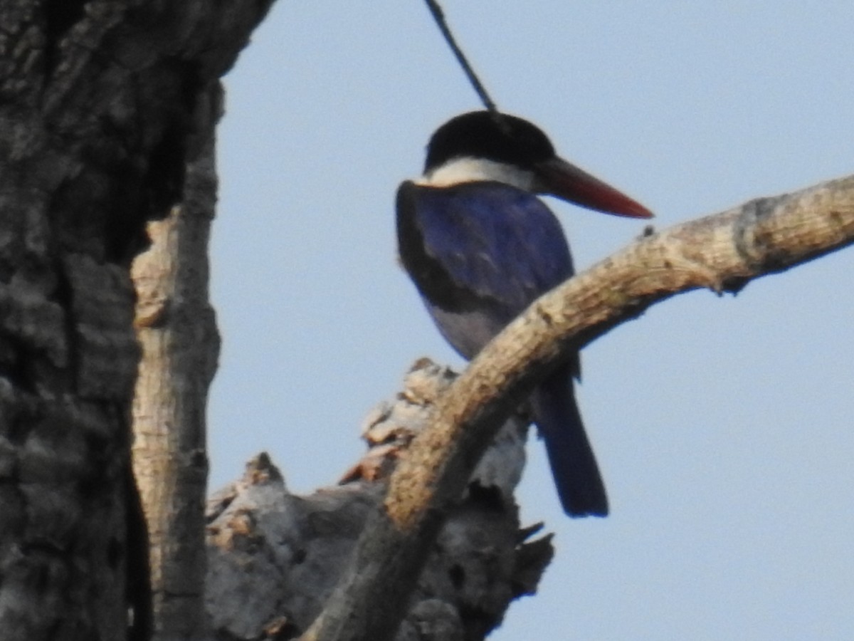 Black-capped Kingfisher - John Finch