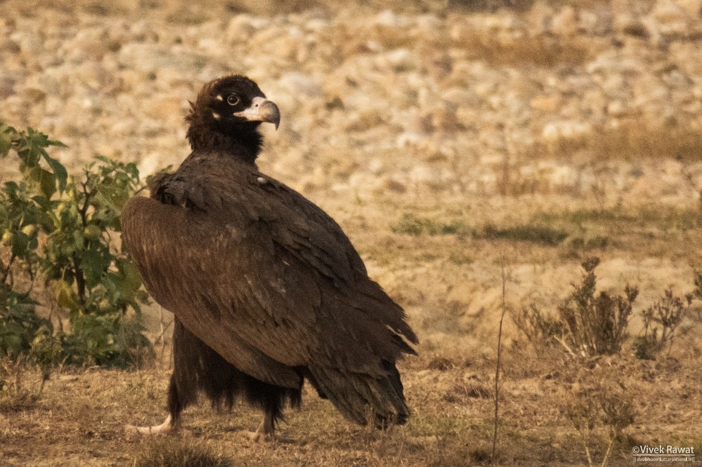 Cinereous Vulture - Vivek Rawat
