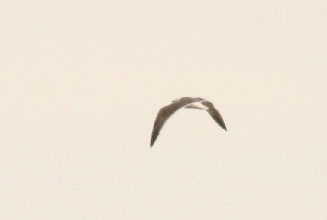 Lesser Black-backed Gull - Émile Brisson-Curadeau