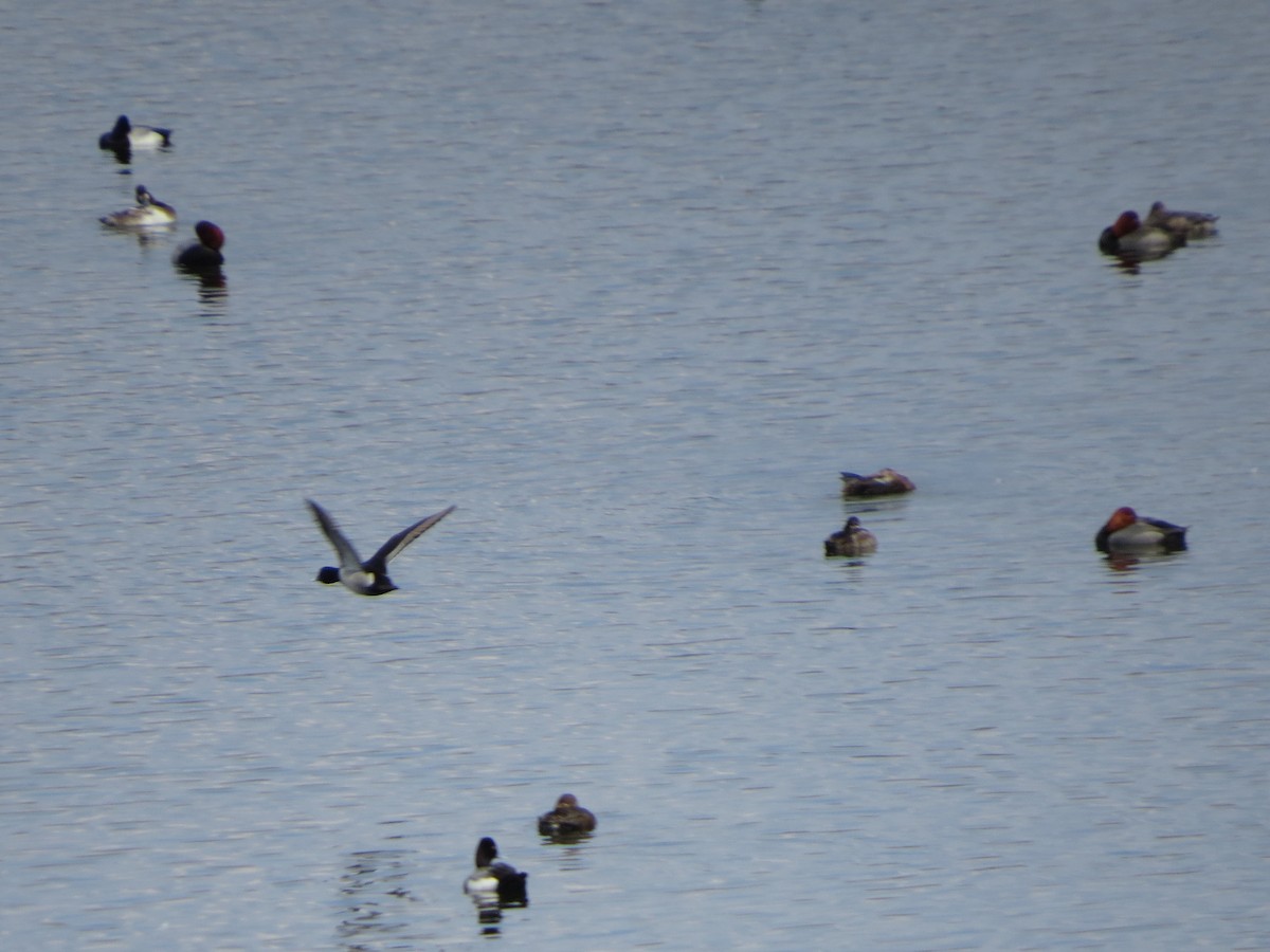 Greater Scaup - ML149608791