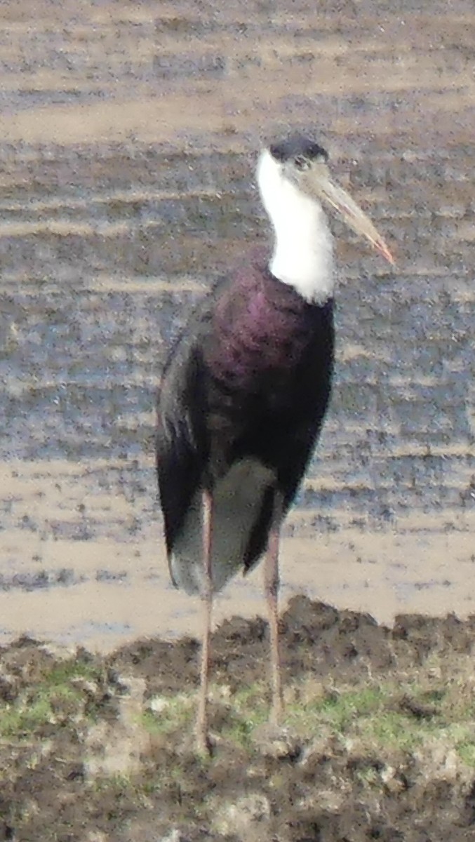 Asian Woolly-necked Stork - ML149610891
