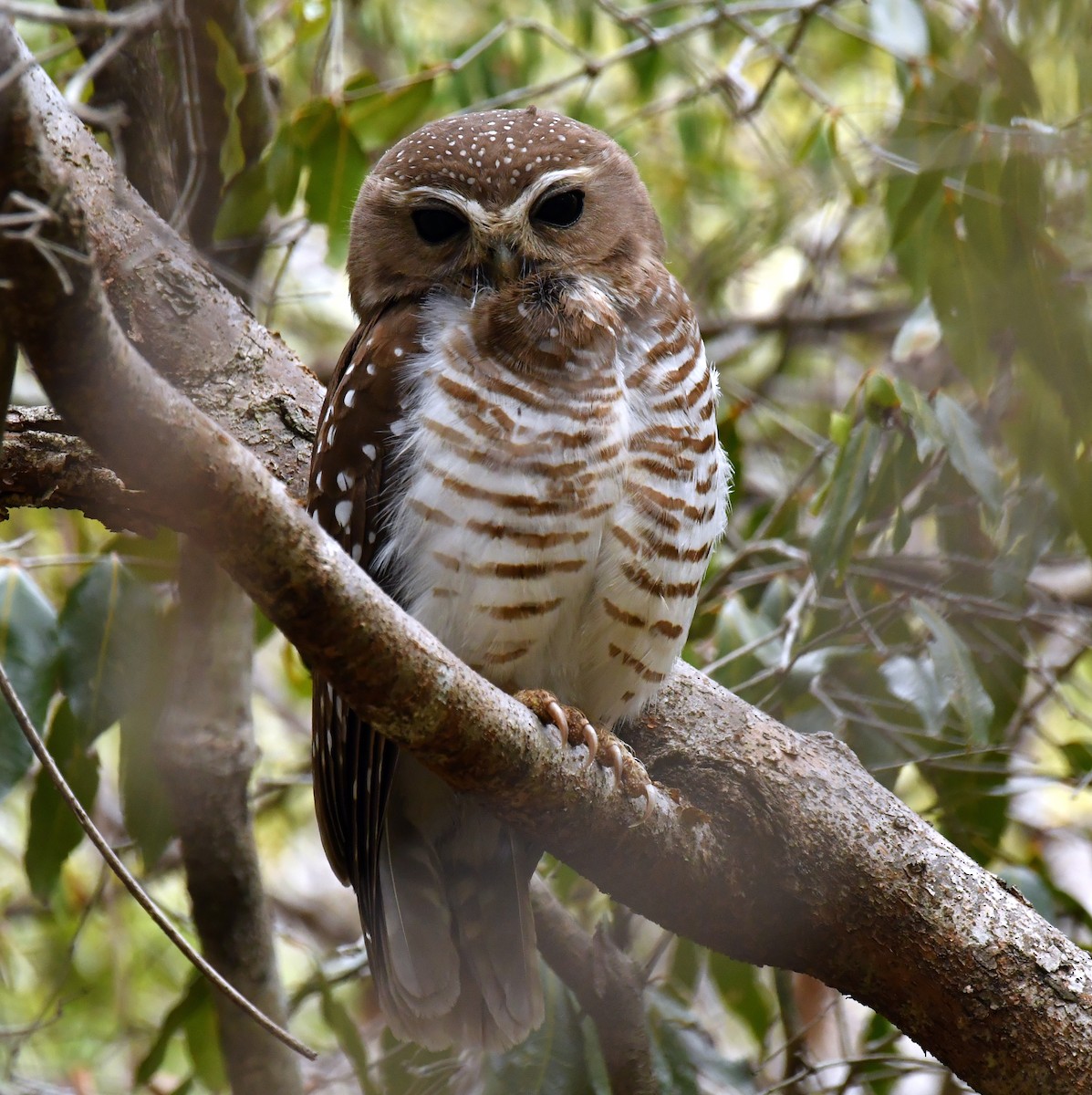 White-browed Owl - ML149614451