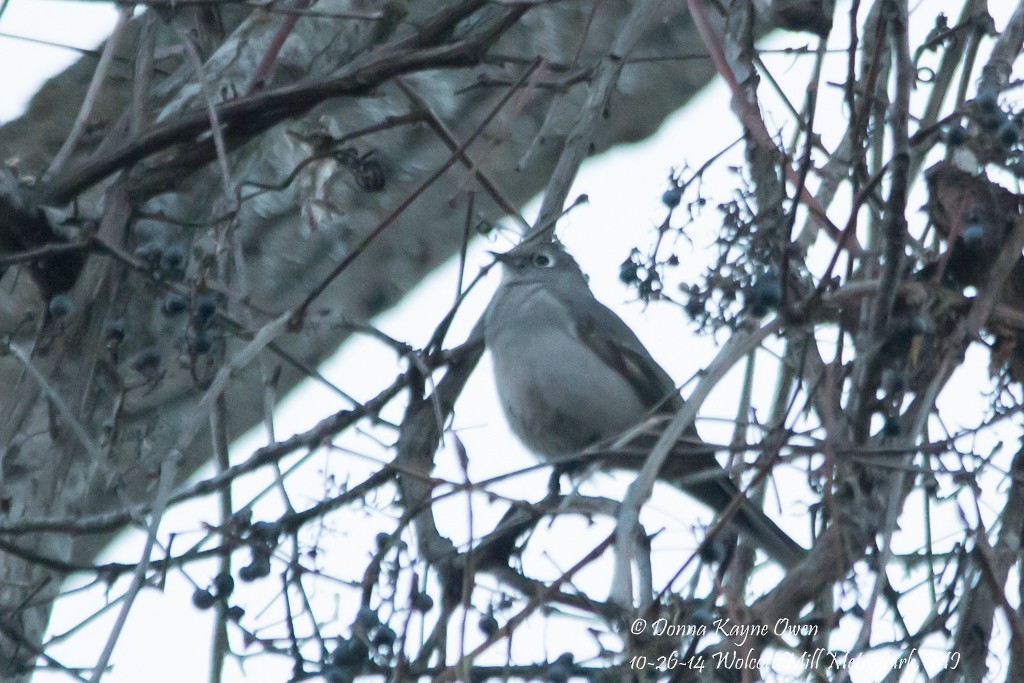 Townsend's Solitaire - Donna Kayne