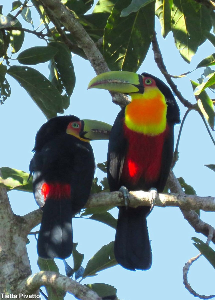 Red-breasted Toucan - ML149615391