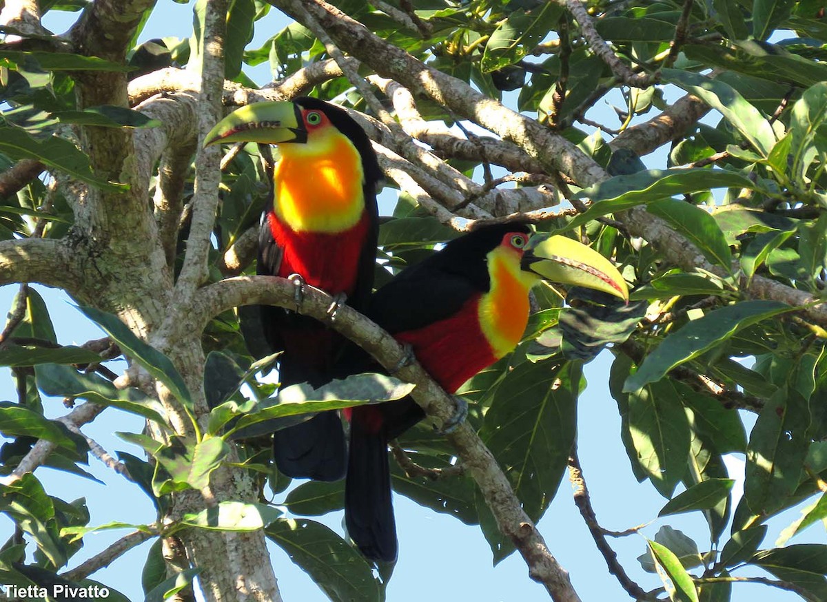 Red-breasted Toucan - ML149615401