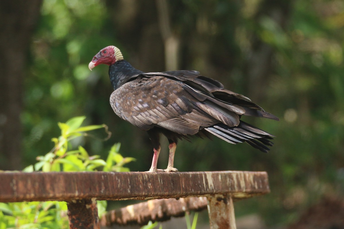 Turkey Vulture (Tropical) - Ken Oeser