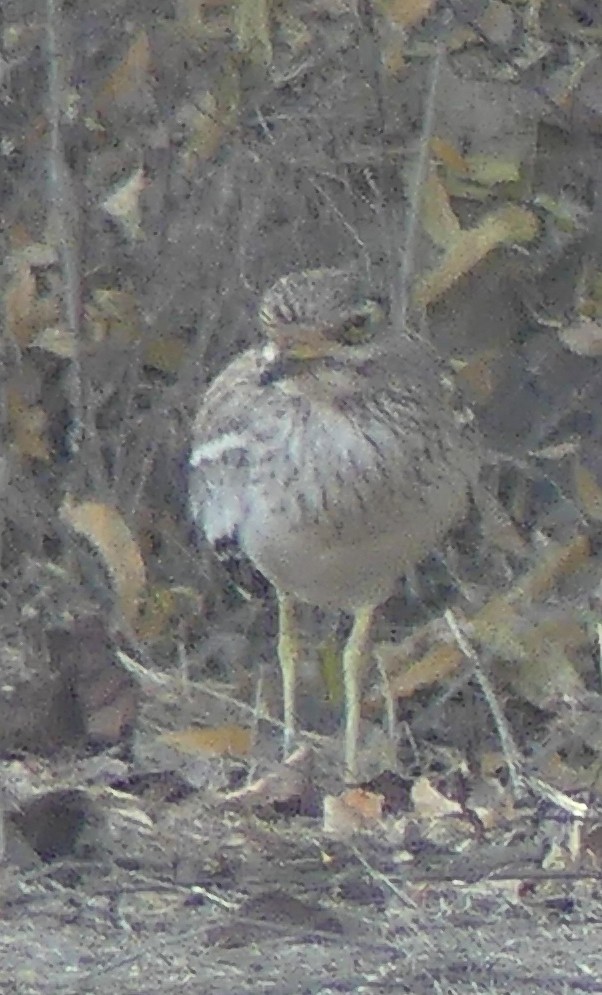 Indian Thick-knee - Marc Brawer
