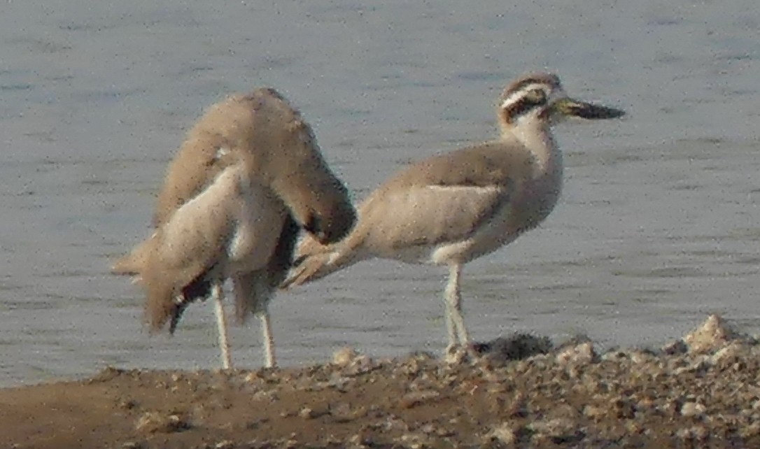Great Thick-knee - Marc Brawer
