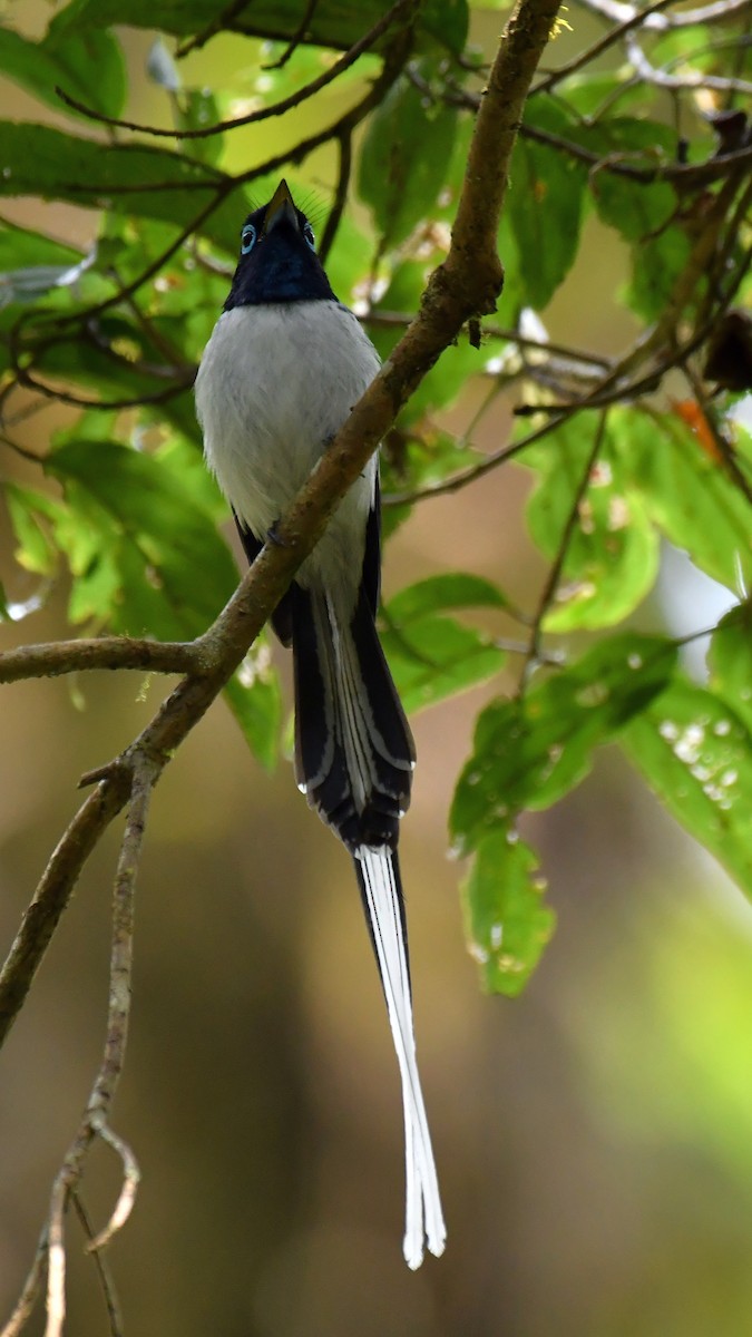 Malagasy Paradise-Flycatcher - Jacek Betleja