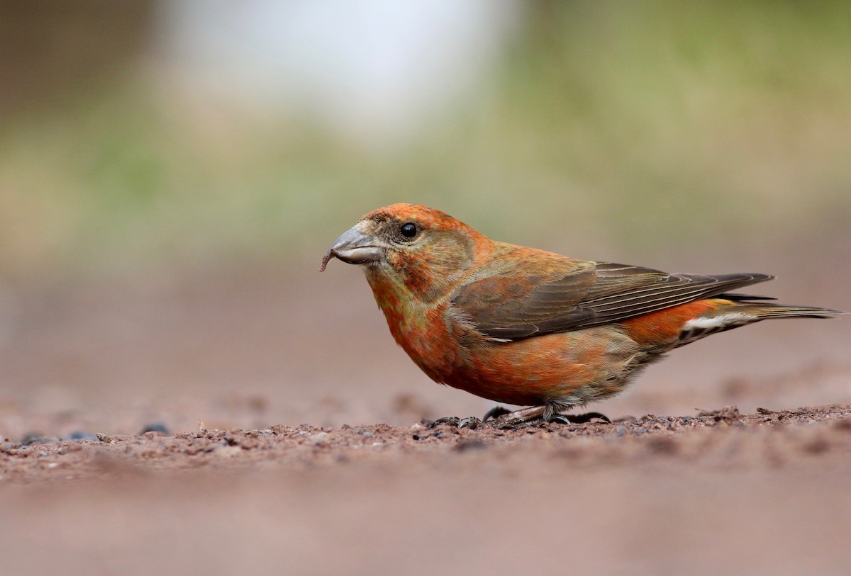 Red Crossbill - Theo Staengl