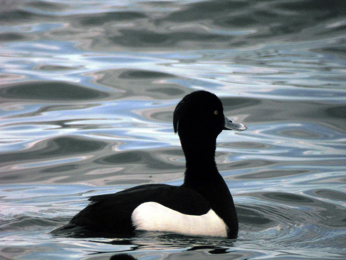 Tufted Duck - Todd Pepper