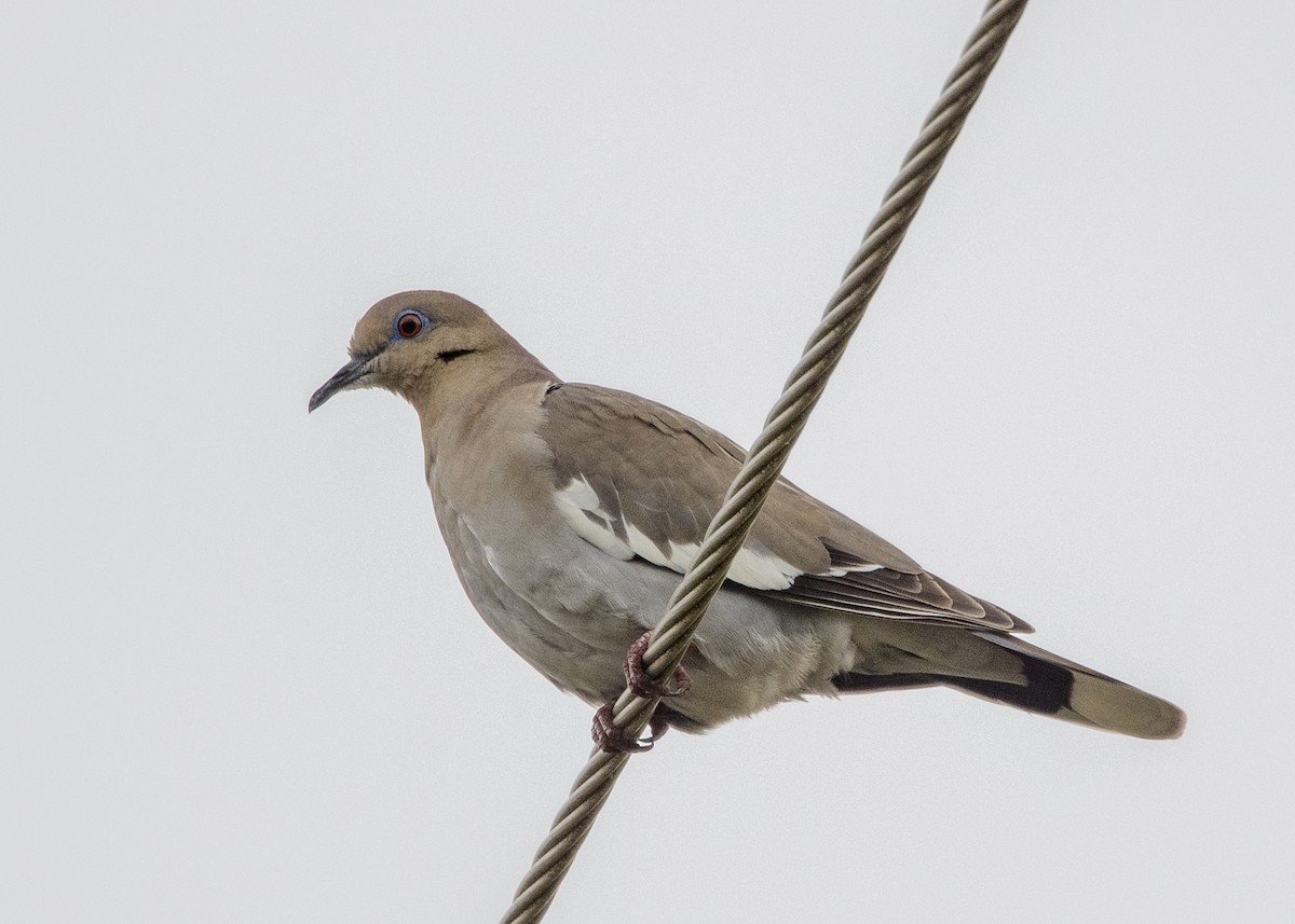 White-winged Dove - ML149621341