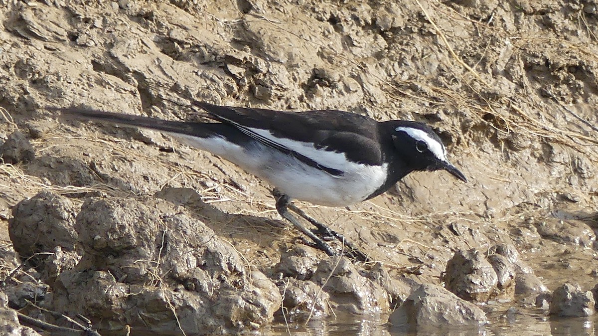 White-browed Wagtail - ML149621581