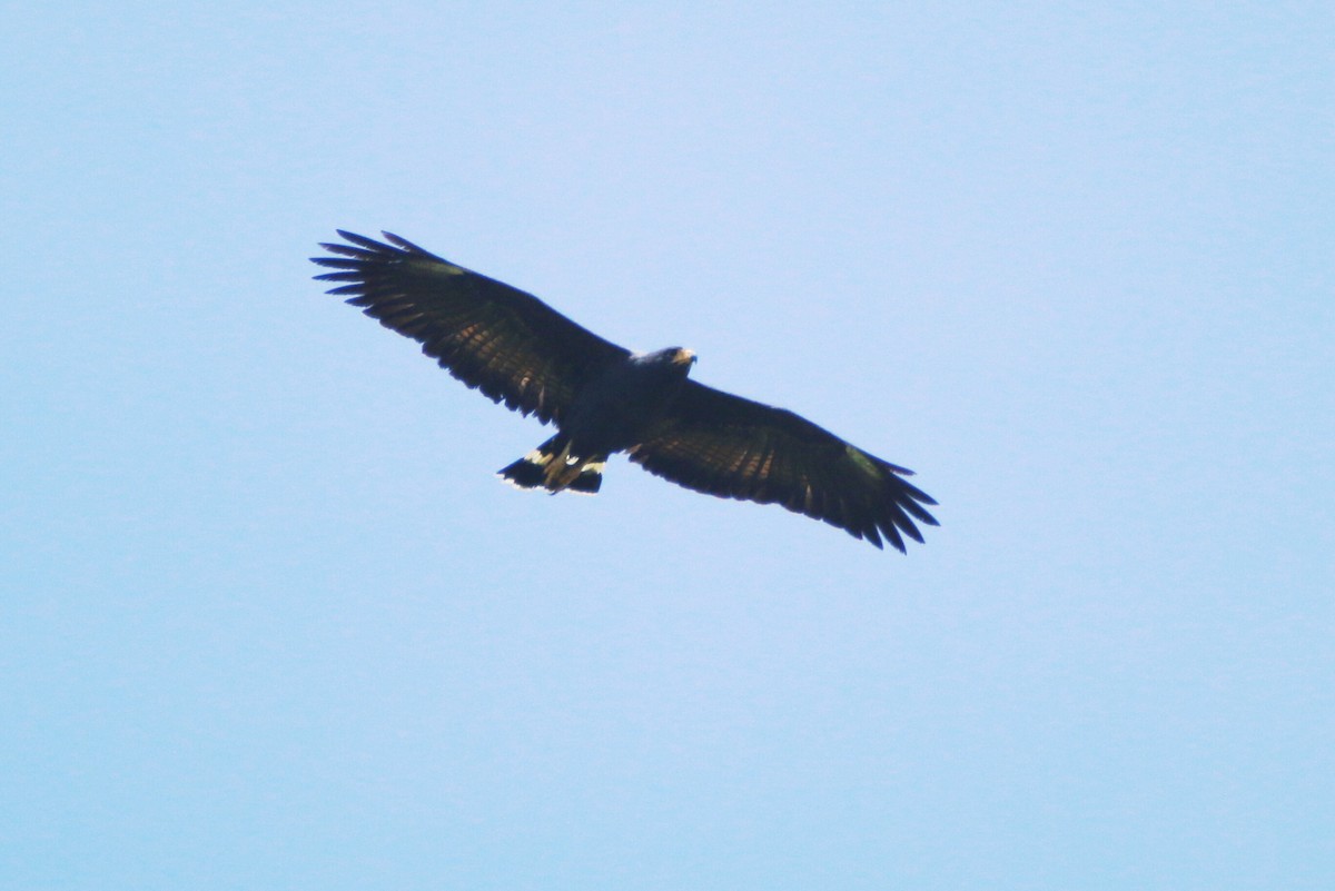 Zone-tailed Hawk - Ken Oeser