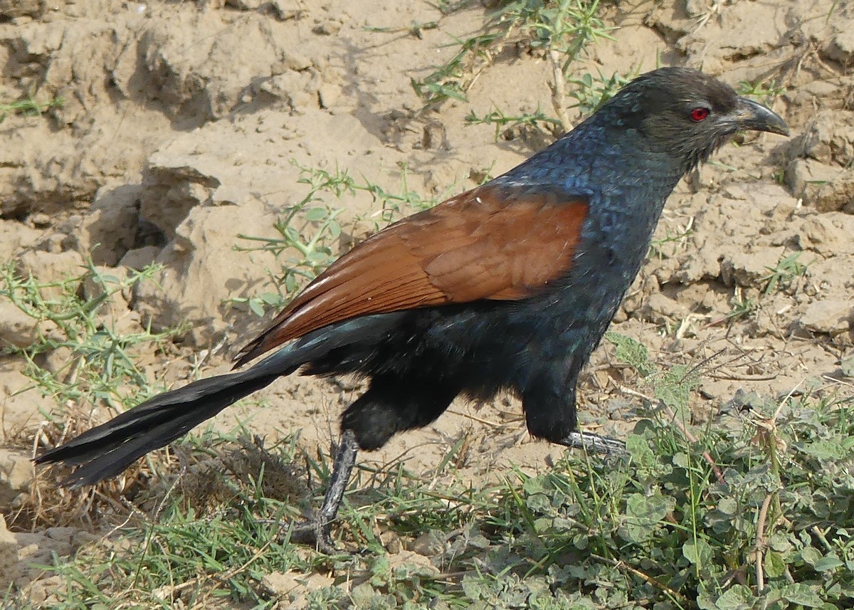 Greater Coucal - Marc Brawer