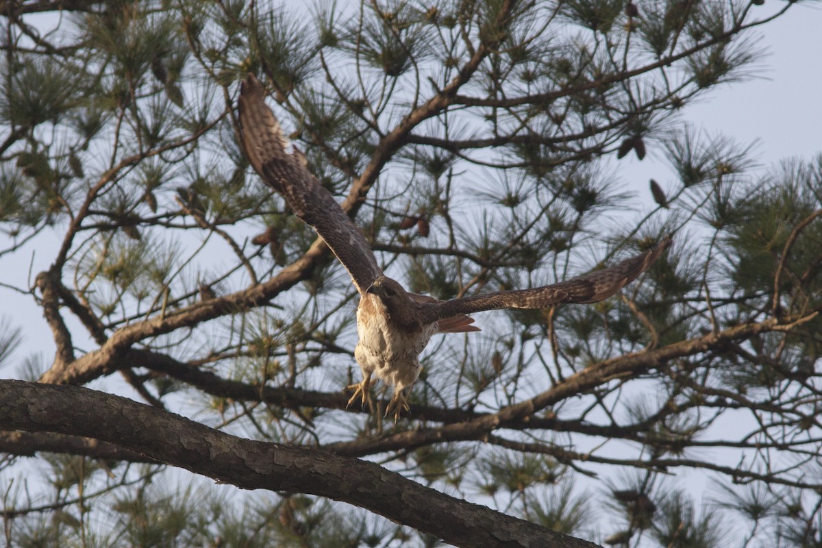 Red-tailed Hawk - ML149625191