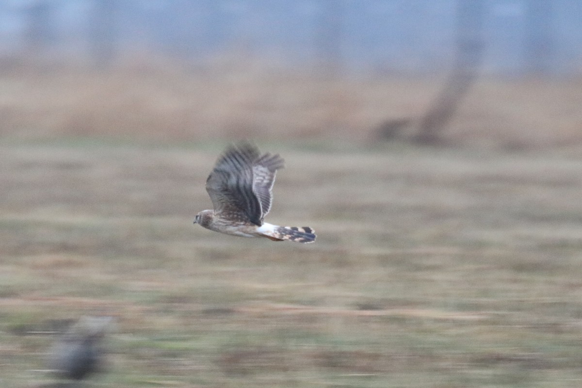 Northern Harrier - Andrew E and Rebecca A Steinmann