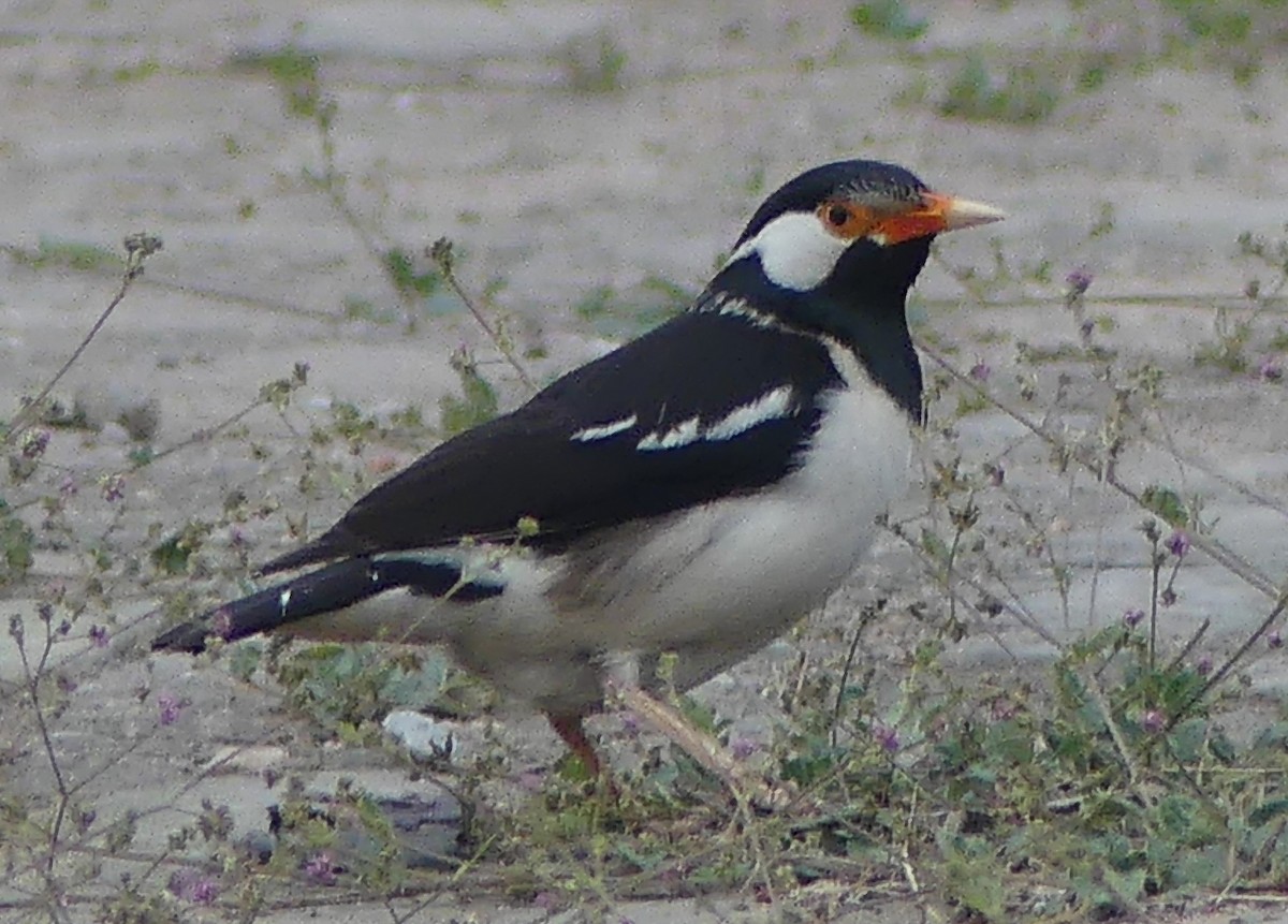 Indian Pied Starling - ML149630231