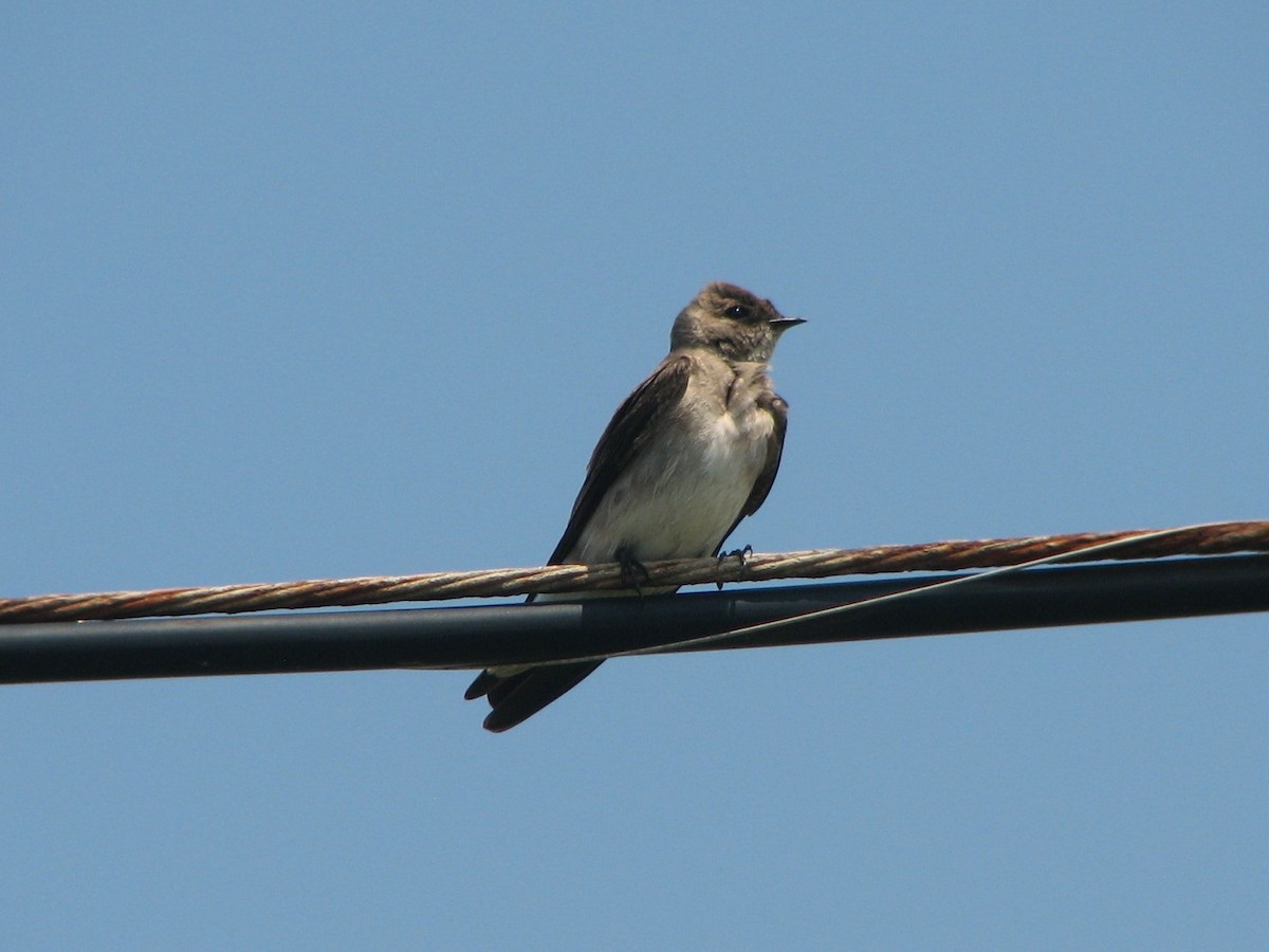 Northern Rough-winged Swallow - Mel Cooksey