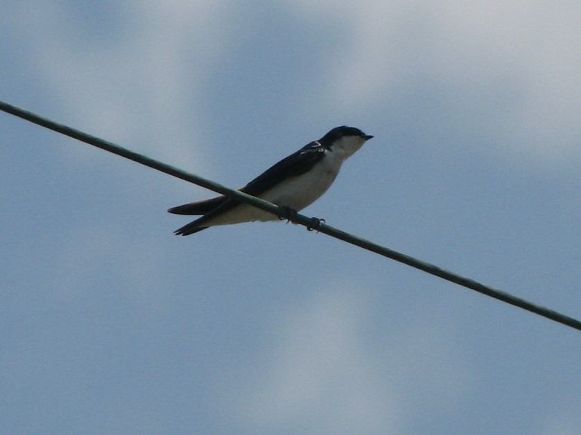 Tree Swallow - Mel Cooksey