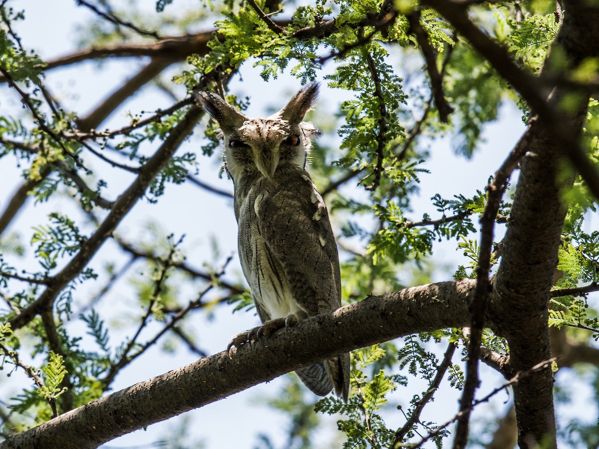 Northern White-faced Owl - Nick Athanas