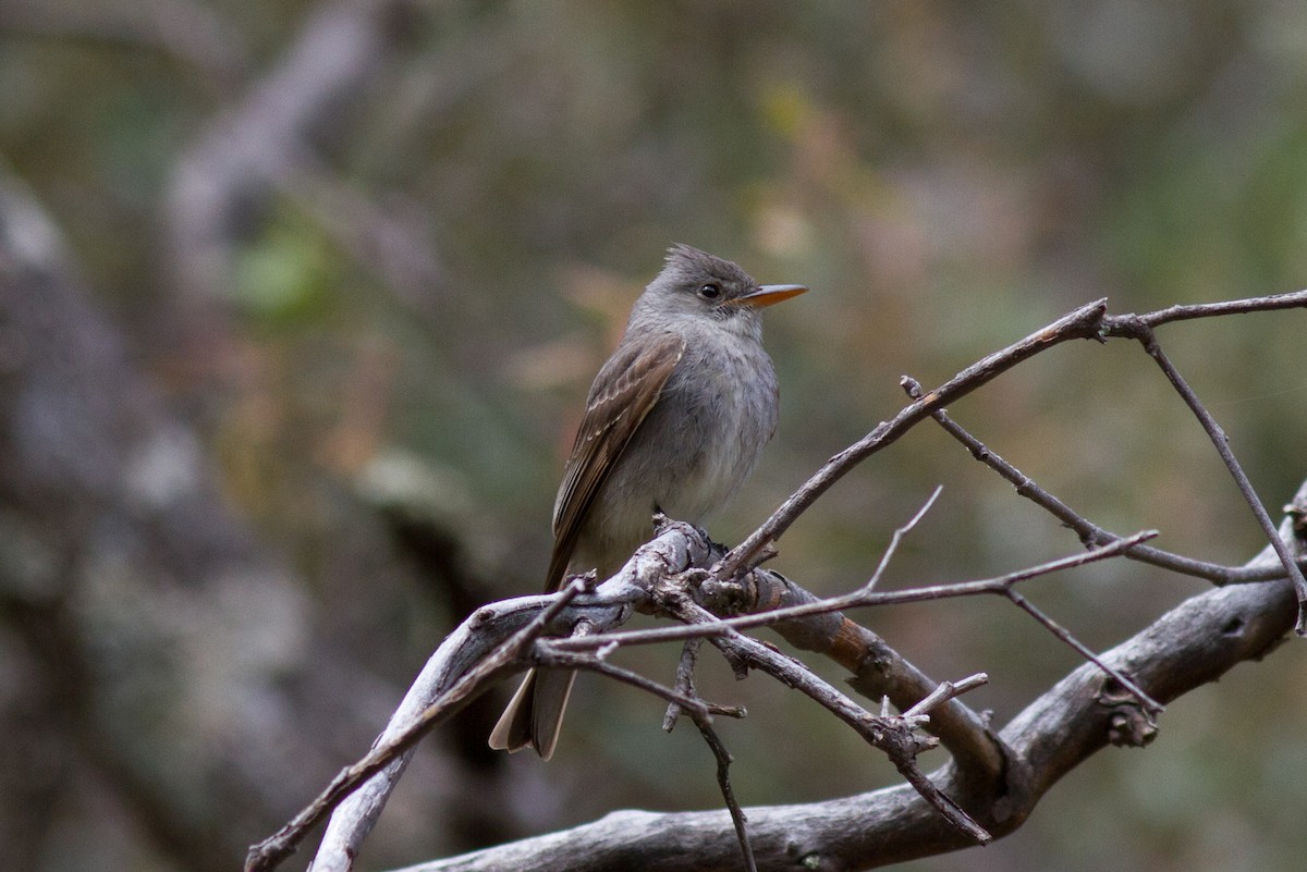 Greater Pewee - Justyn Stahl