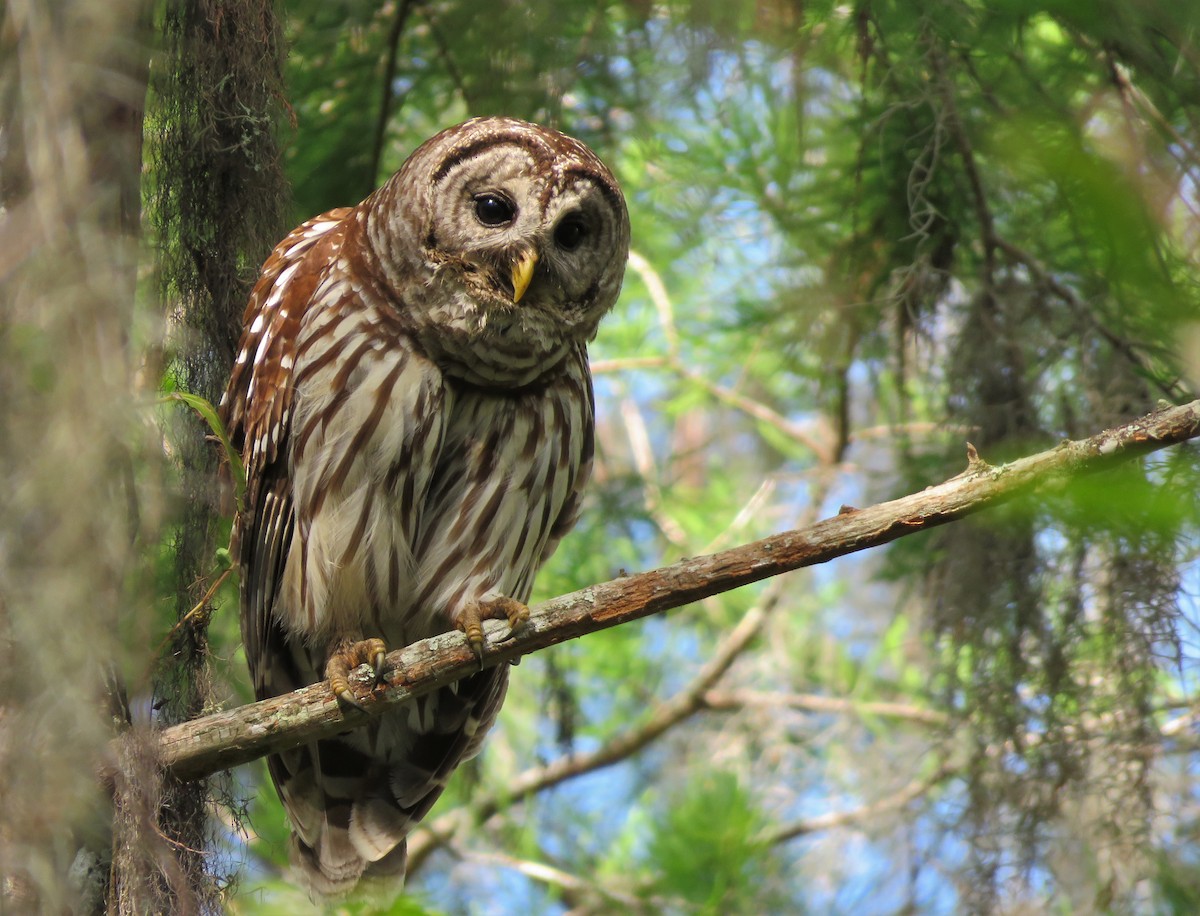 Barred Owl - Susan Young