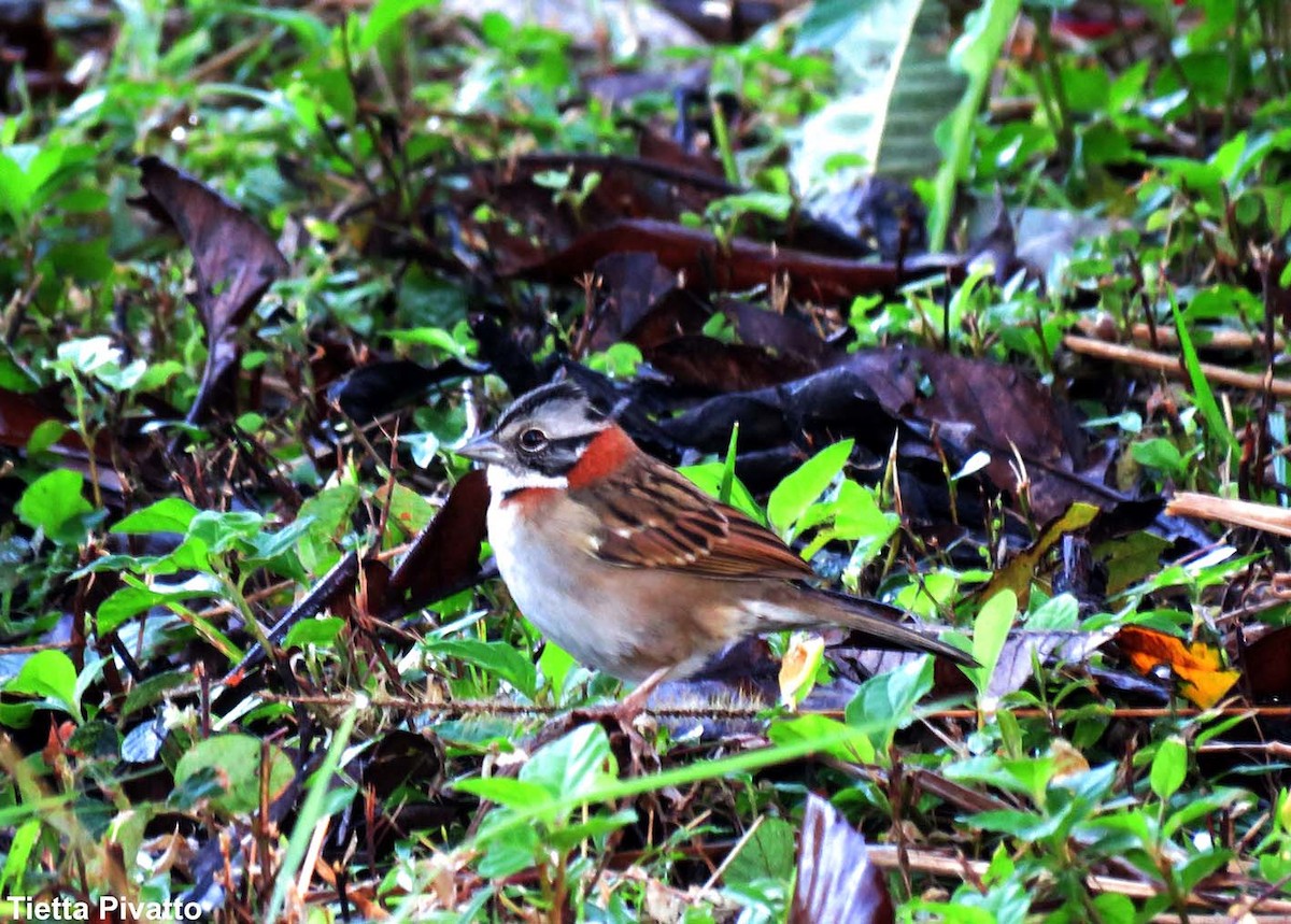 Rufous-collared Sparrow - ML149640231