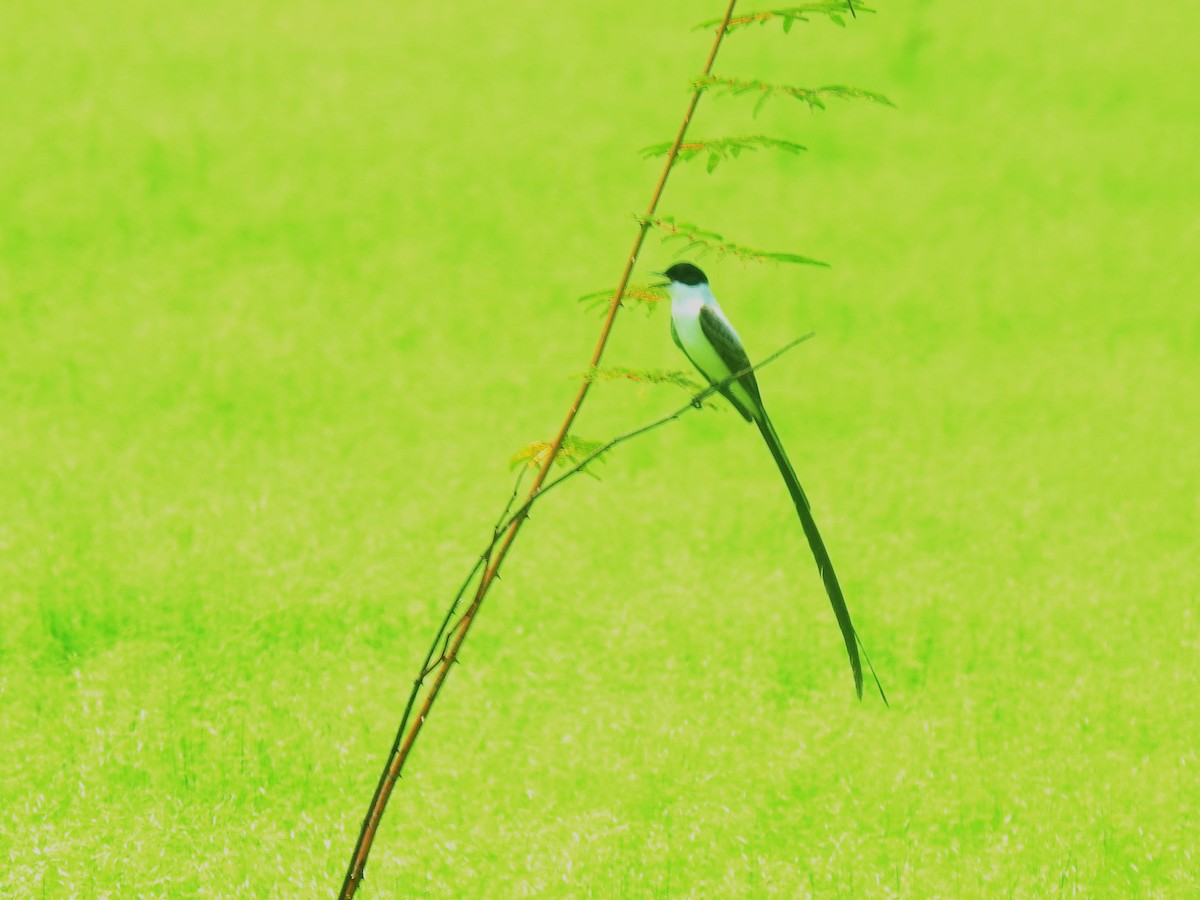 Fork-tailed Flycatcher - Lee Jones