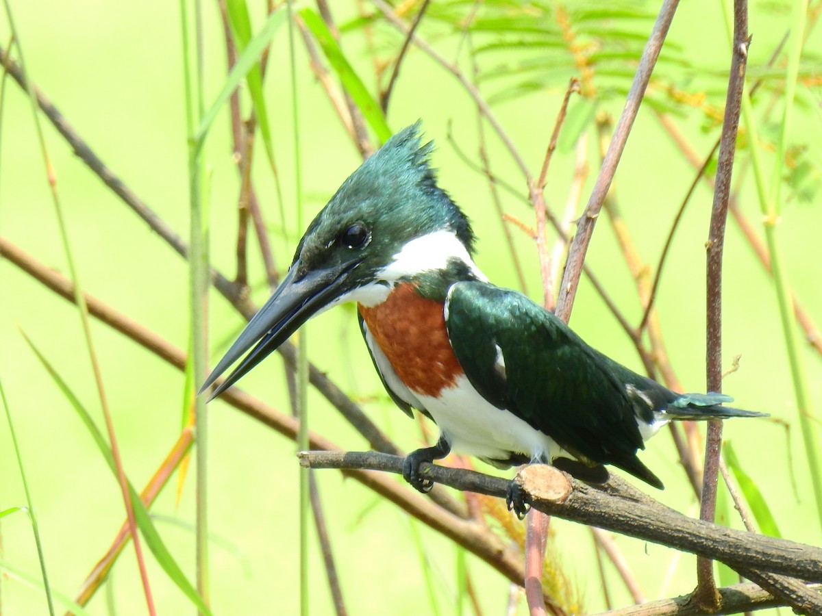 Amazon Kingfisher - Lee Jones