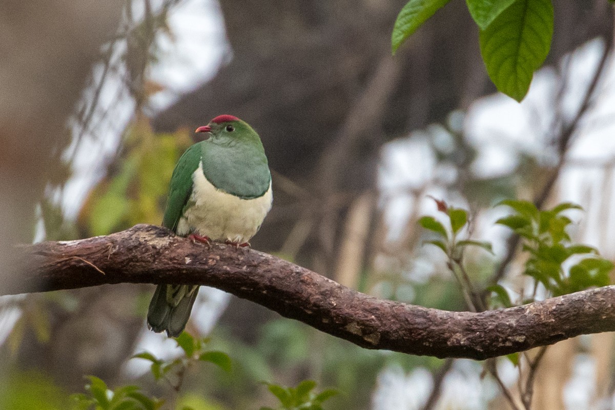 Cream-breasted Fruit-Dove - Louis Bevier
