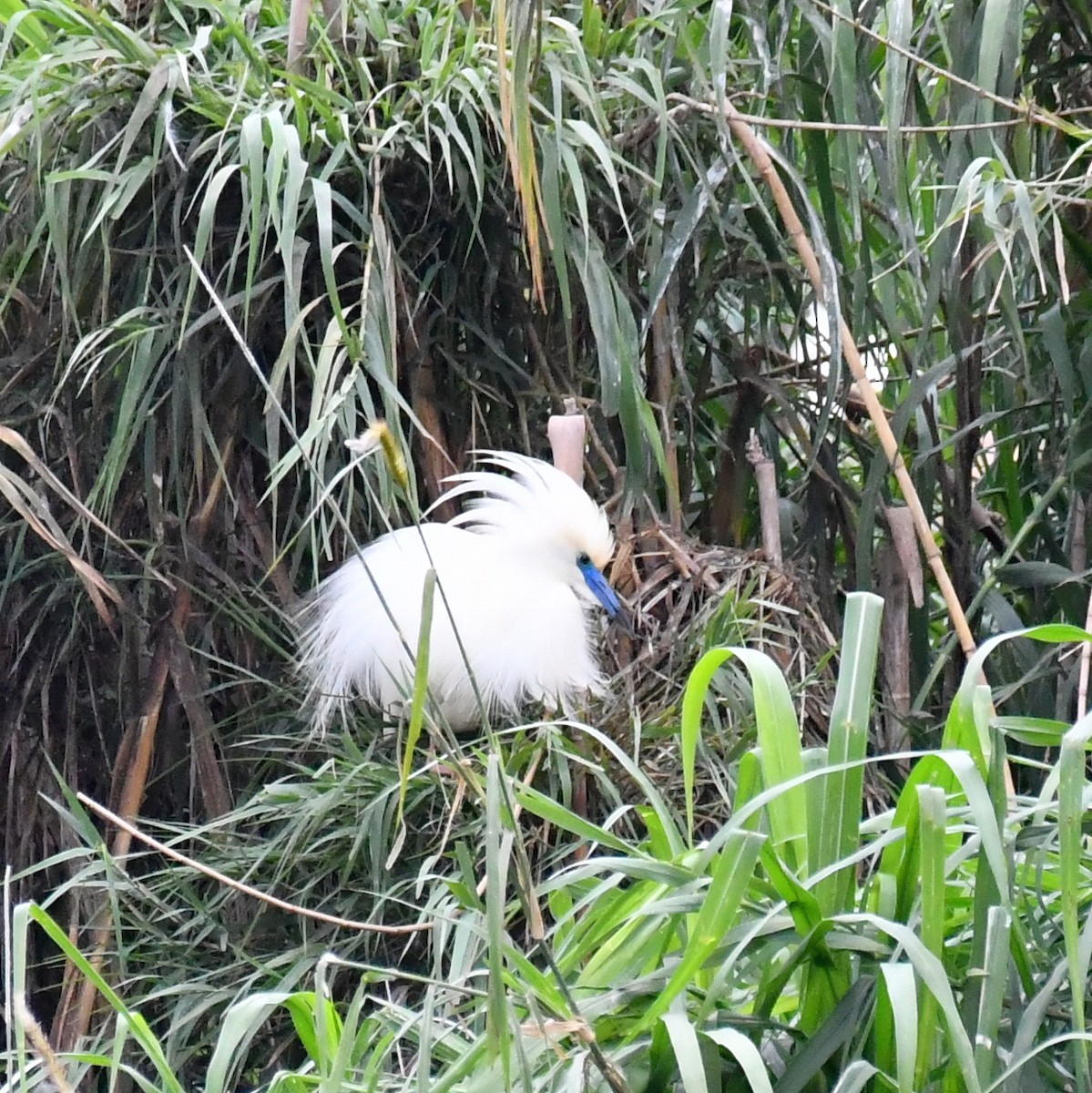 Malagasy Pond-Heron - Jacek Betleja