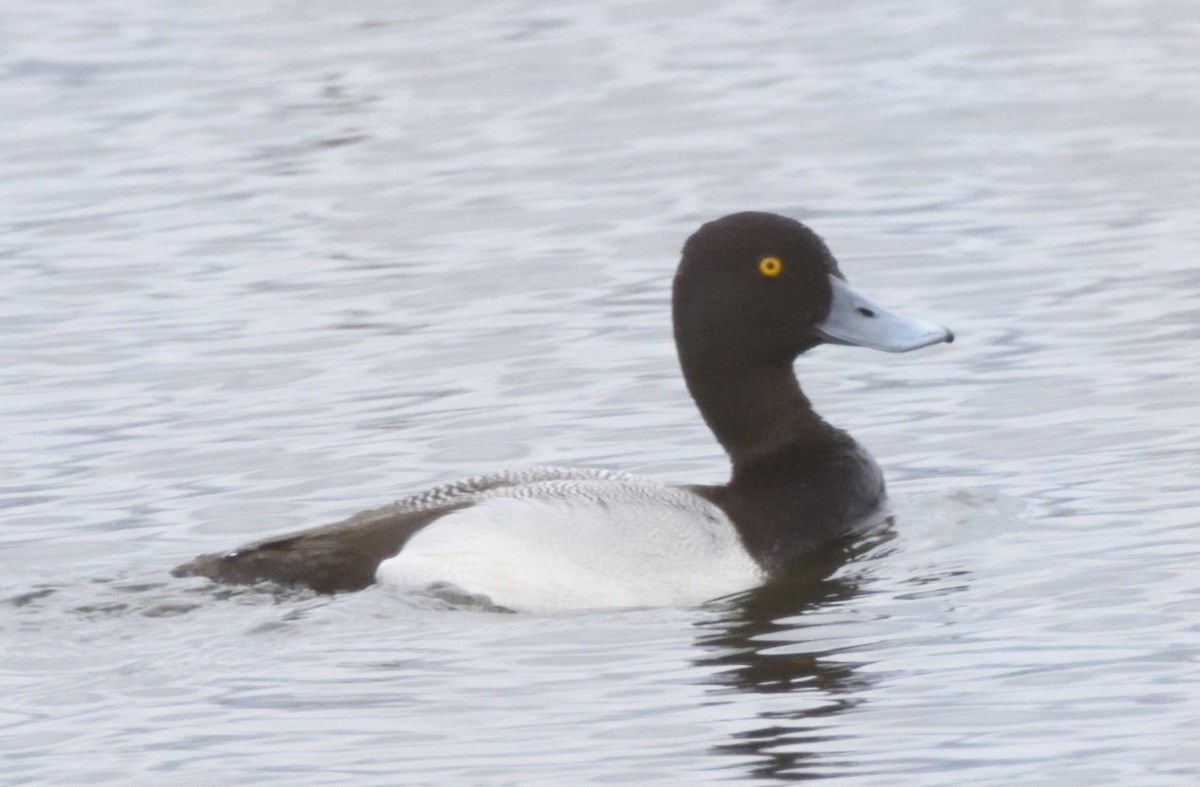 Greater Scaup - Tom Dougherty