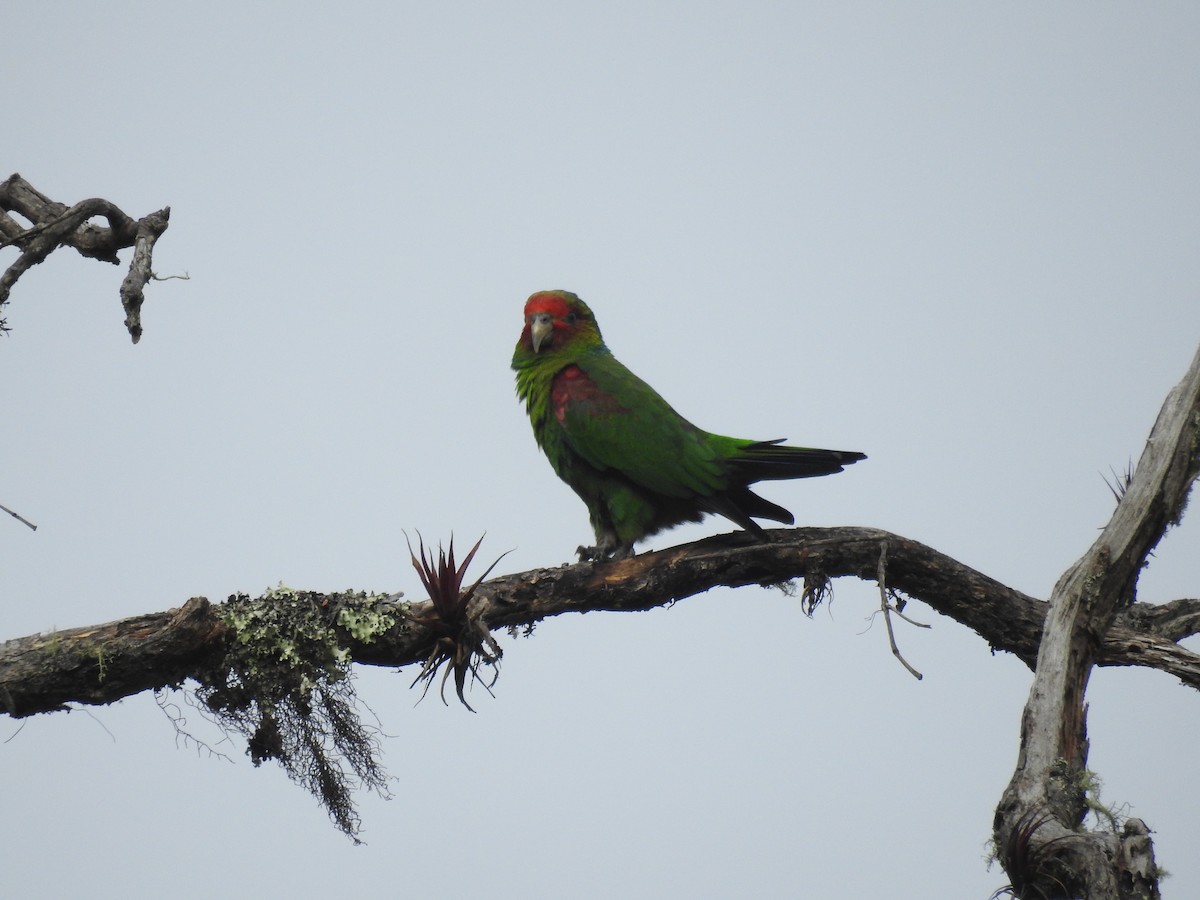 Red-faced Parrot - ML149645271