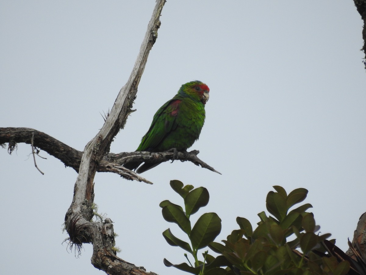 Red-faced Parrot - ML149645411