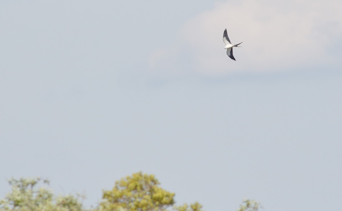 Swallow-tailed Kite - ML149645551