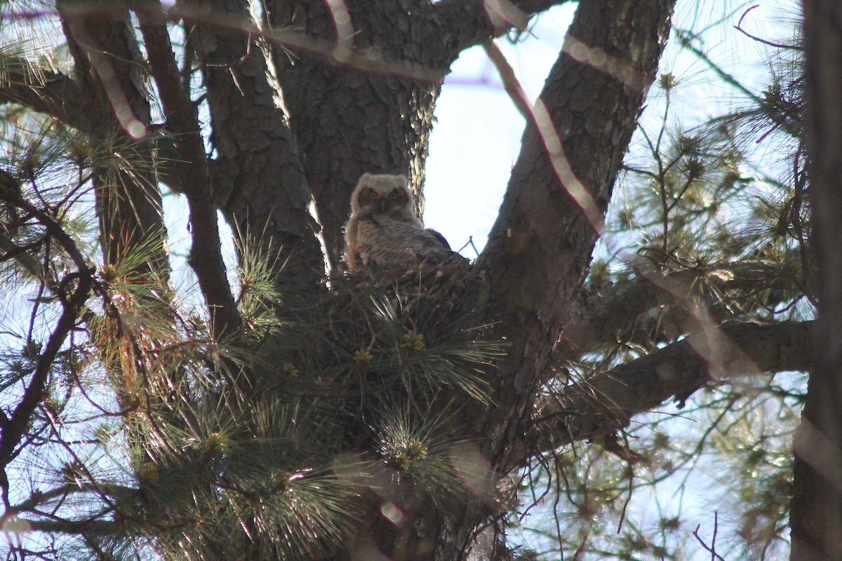 Great Horned Owl - ML149645571